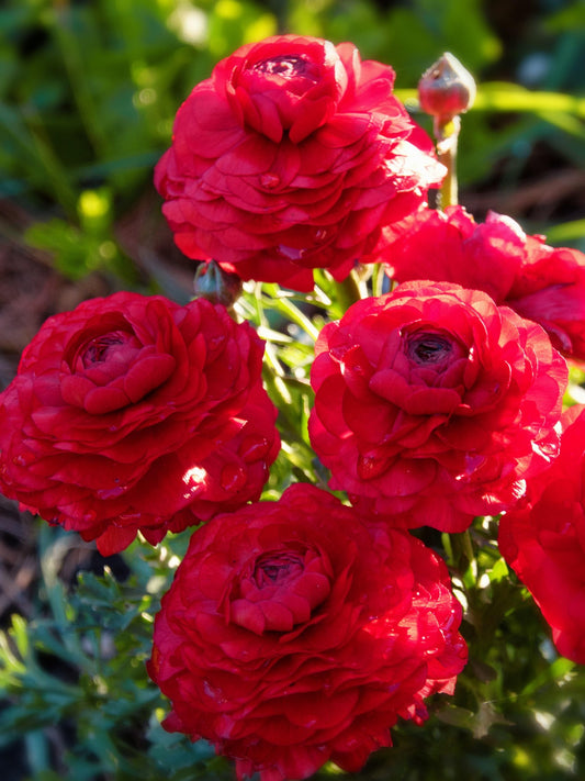 Bulbes de fleurs Non-Traité Renoncule Aviv Red calibre 7/8