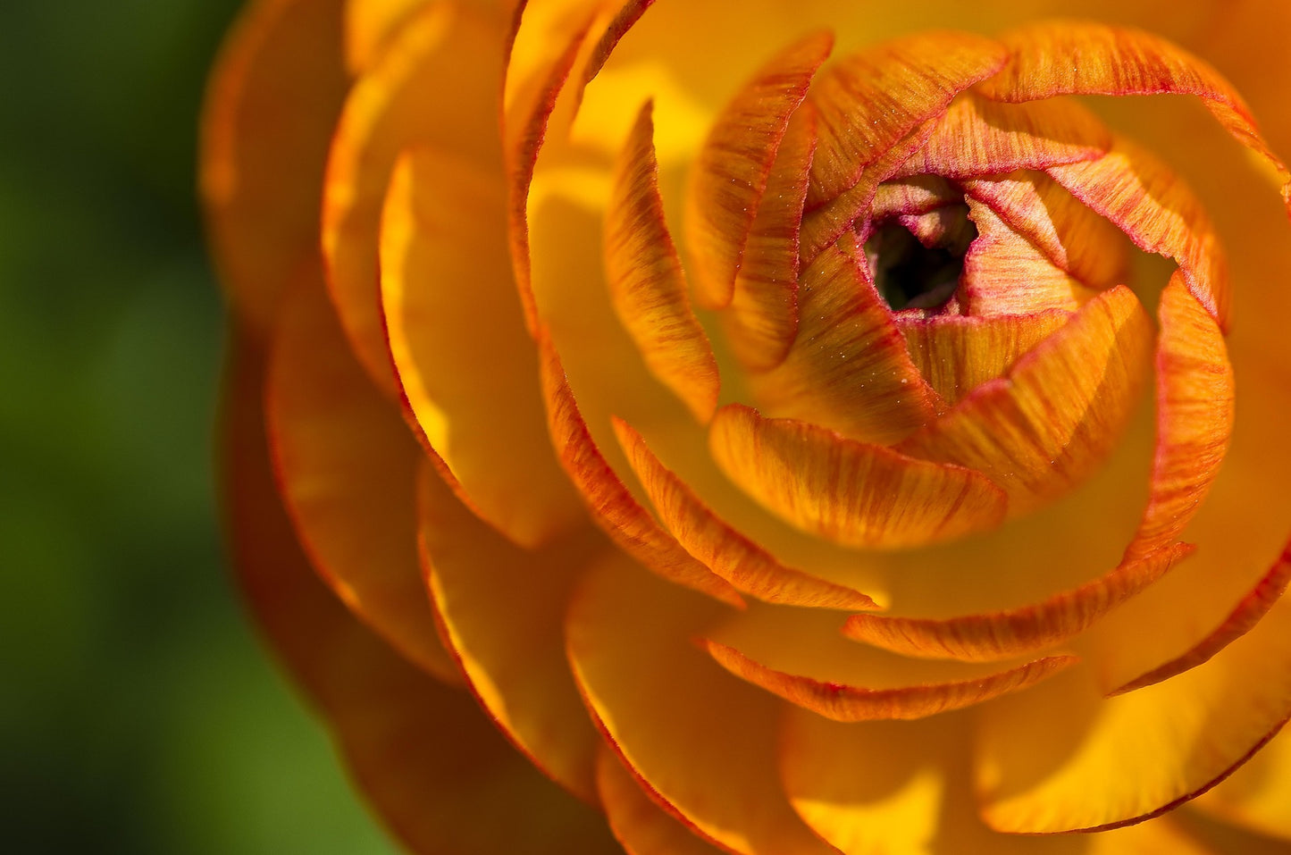 Bulbes de fleurs Non-Traité Renoncule Aviv Picotee Orange calibre 6/7