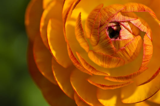 Bulbes de fleurs Non-Traité Renoncule Aviv Picotee Orange calibre 6/7