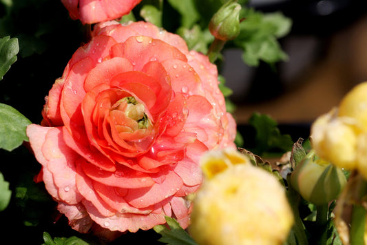 Bulbes de fleurs Non-Traité Renoncule Aviv Rose calibre 7/8