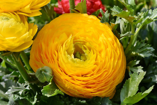 Bulbes de fleurs Non-Traité Renoncule Aviv Gold calibre 7/8