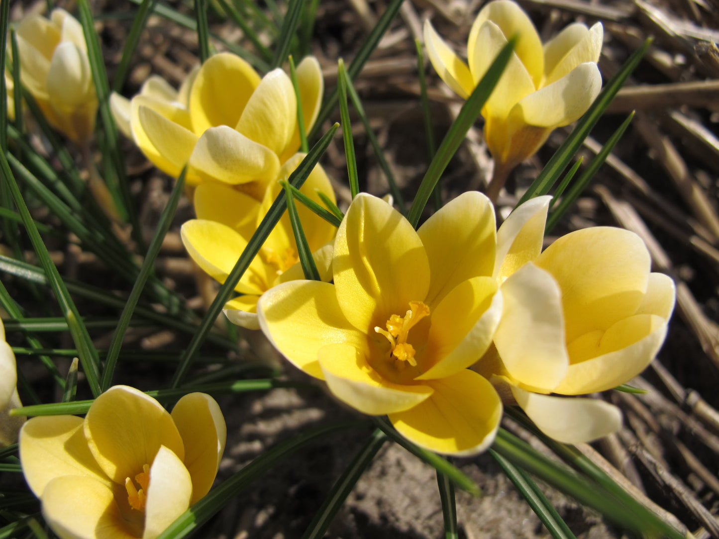 Untreated flower bulbs Crocus chrysanthus Romance size 5/6 (2500700) for individuals