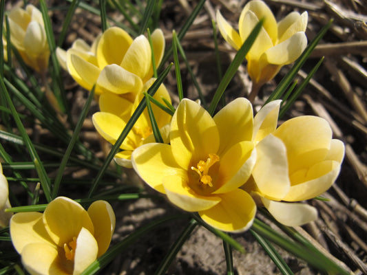 Untreated flower bulbs Crocus chrysanthus Romance size 5/6 (2500700) for individuals