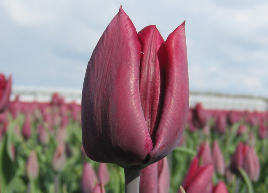 Untreated flower bulbs Tulip Ronaldo® size 12/+ (1014300) for individuals