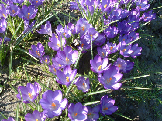 Untreated flower bulbs Crocus tommasinianus Ruby Giant size 5/+ (2501400) for individuals