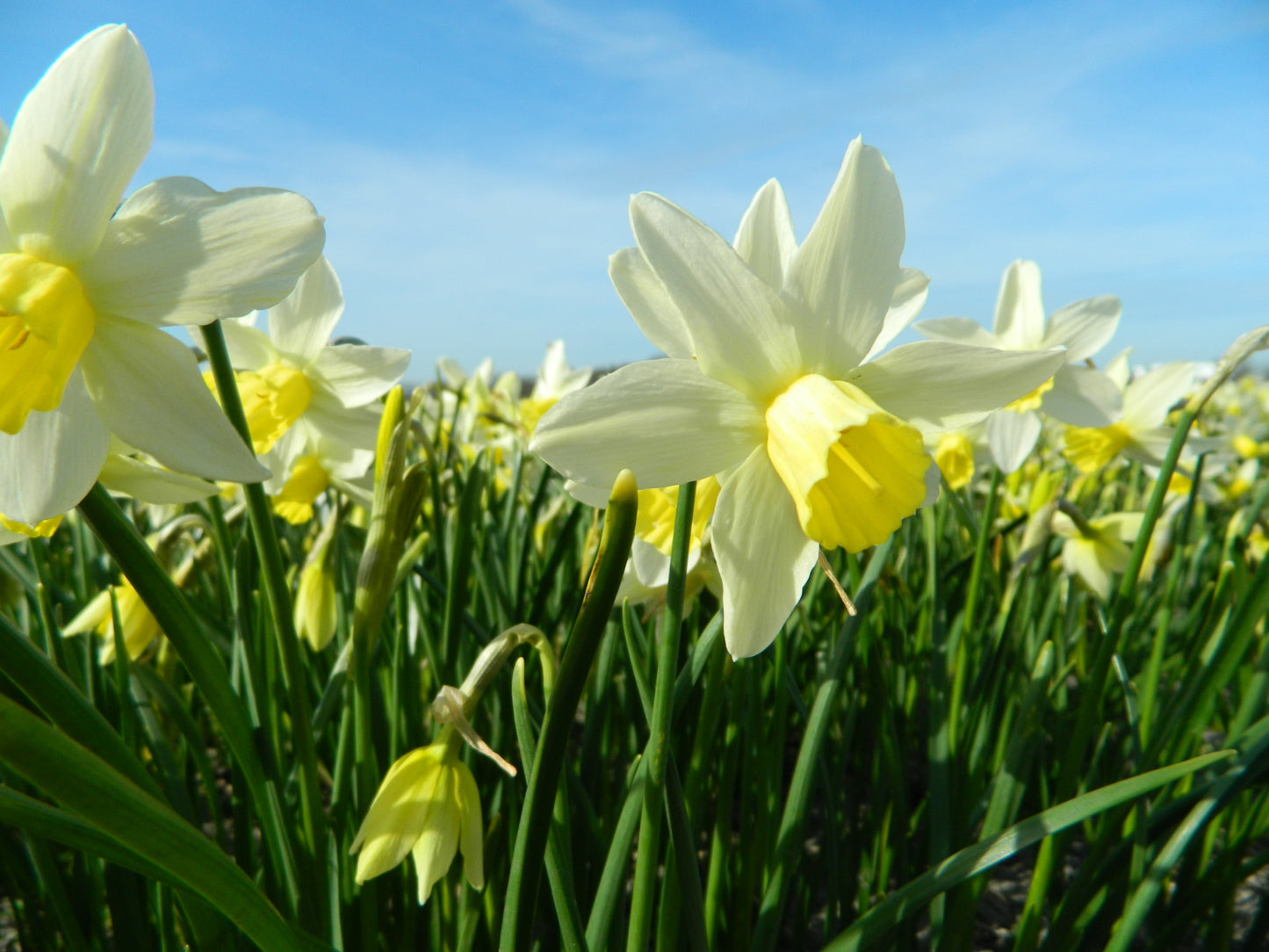 Untreated Narcissus Sailboat flower bulbs size z12/14 (2004800) for individuals
