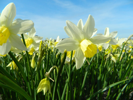 Untreated Narcissus Sailboat flower bulbs size z12/14 (2004800) for individuals