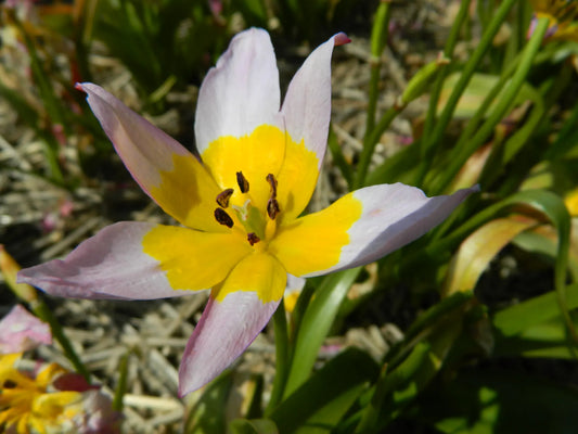 Bulbes de fleurs bio Tulipe saxatilis  calibre 5/+ (tsaxa05)