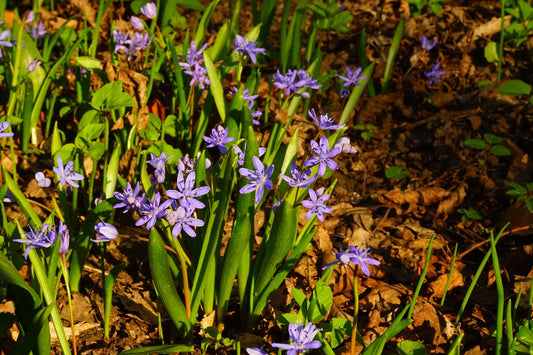 Bulbes de fleurs Non-Traité Scilla bifolia  calibre 5/+ (3900500)