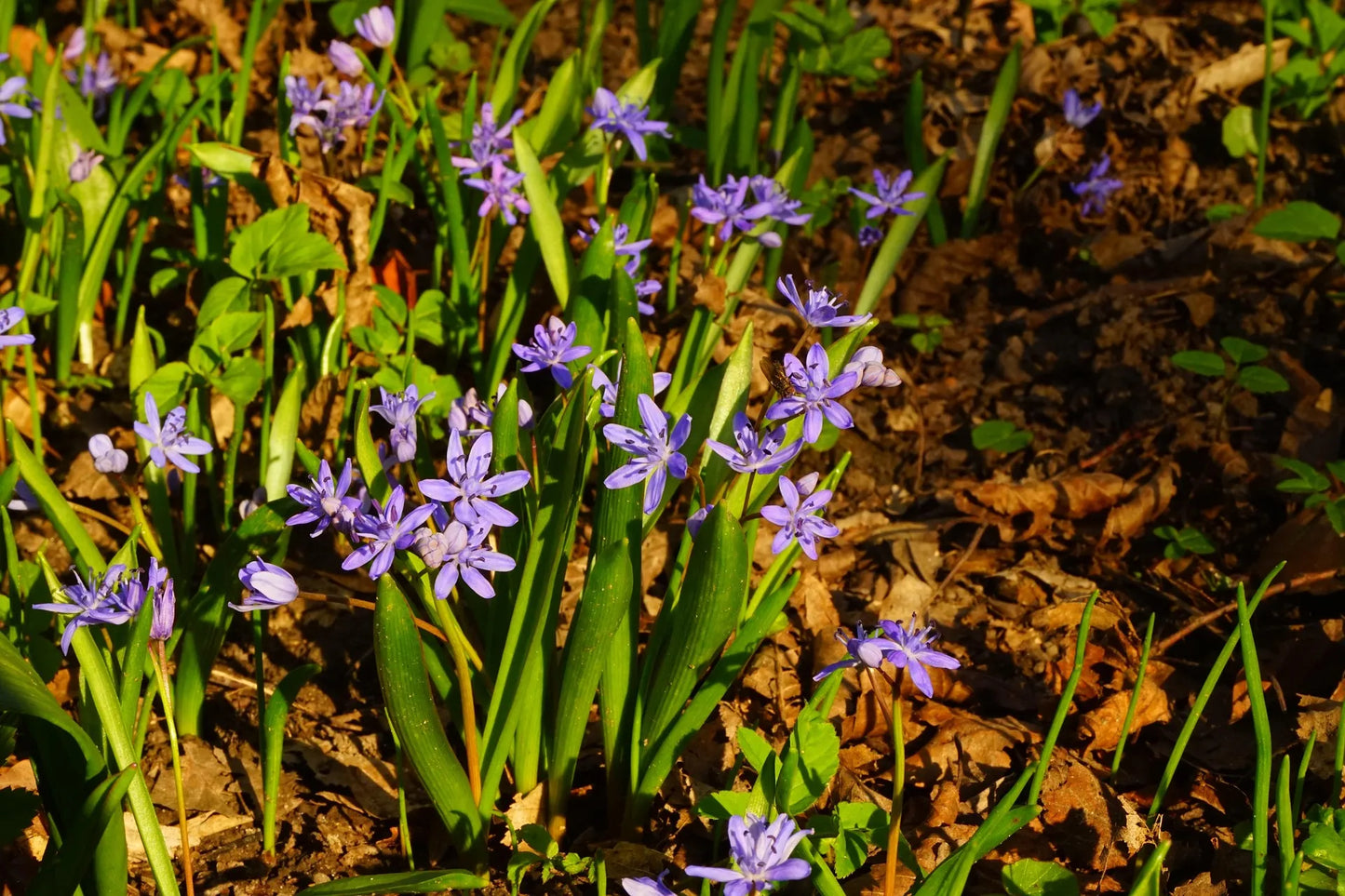 Untreated flower bulbs Scilla bifolia size 5/+ (3900500) for individuals