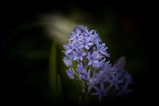 Untreated flower bulbs Scilla litardierei size 6/+ (3901500) for individuals