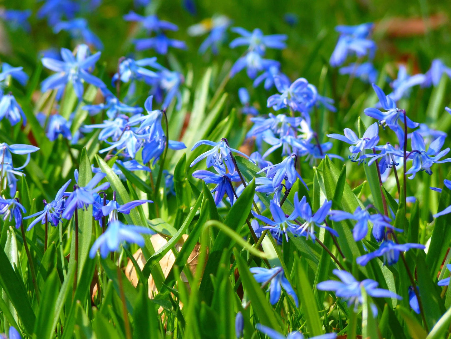 Untreated flower bulbs Scilla siberica size 7/8 (3902500)