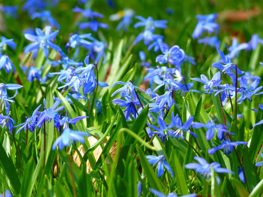 Bulbes de fleurs Non-Traité Scilla siberica  calibre 7/8 (3902500)