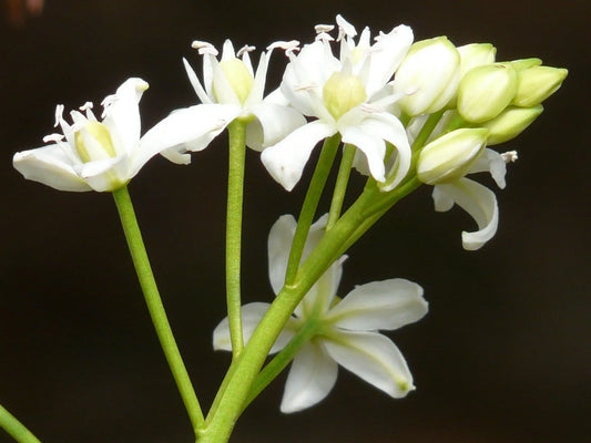 Untreated flower bulbs Scilla siberica Alba size 7/8 (3903000) for individuals