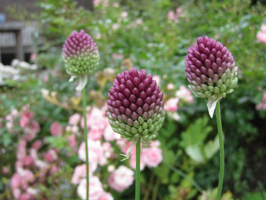 Bulbes de fleurs bio Allium Drumstick Allium spaerocephalon calibre 5/+ (aspae05)