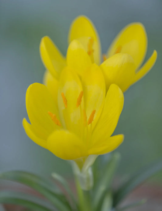 Untreated flower bulbs Sternbergia lutea size 10/12 (3890100) for individuals