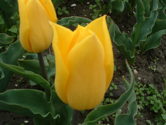 Untreated Tulip Strong Gold flower bulbs size 12/+ (1015300) for individuals