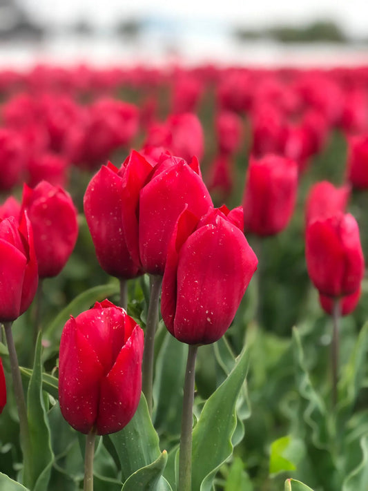 Bulbes de fleurs bio Tulipa Triumph Strong Love calibre 11/12 (tstlo11)