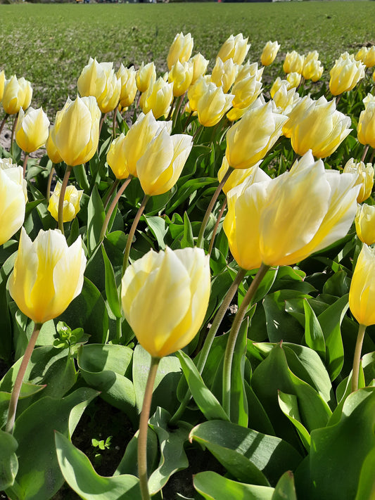 Bulbes de fleurs Non-Traité Tulipe  Sweetheart calibre 12/+ (1016200)