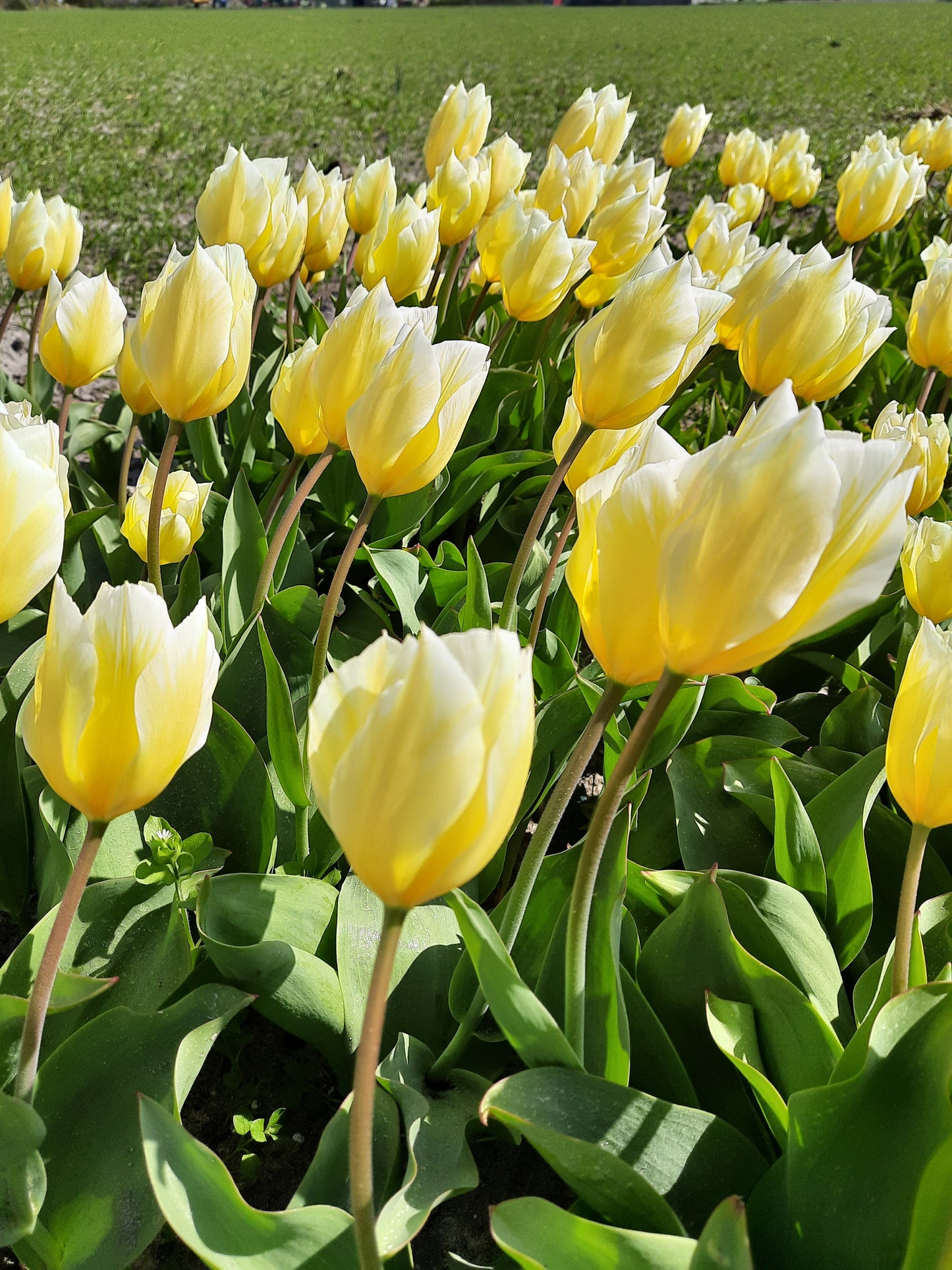 Untreated Tulip Sweetheart flower bulbs size 12/+ (1016200) for individuals