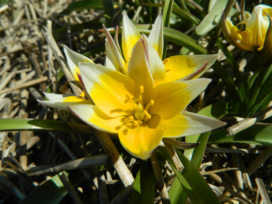 Bulbes Tulipe Tulipa tarda Bio Calibre 5 - Ref ttard06