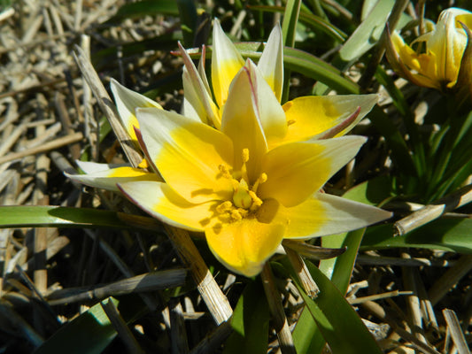 Untreated flower bulbs Tulip tarda size 8/+ (1016400) for individuals