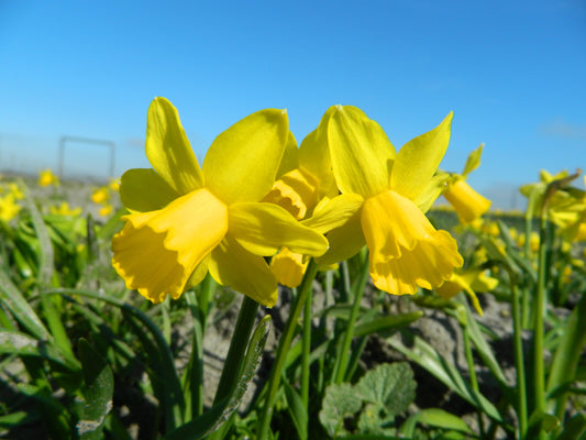 Untreated Narcissus Tête-à-Tête flower bulbs size z12/14 (2005620) for individuals