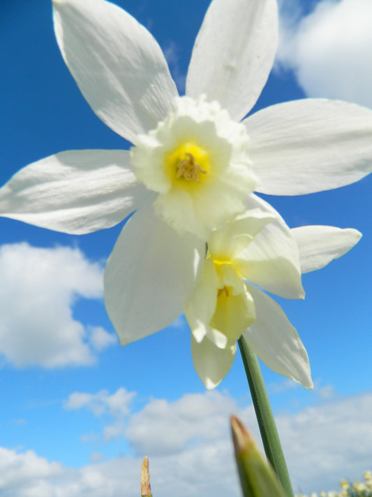 Untreated flower bulbs Narcissus Thalia size z14/16 (2005800) for individuals