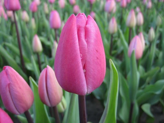 Bulbe Tulipe Tineke van der Meer 11+ Bio - 0,3€/u -ttime11