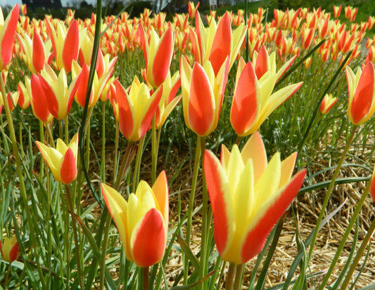 Bulbes Tulipe Tulipa clusiana 'tinka'  Bio Calibre 5 - Ref ttink06