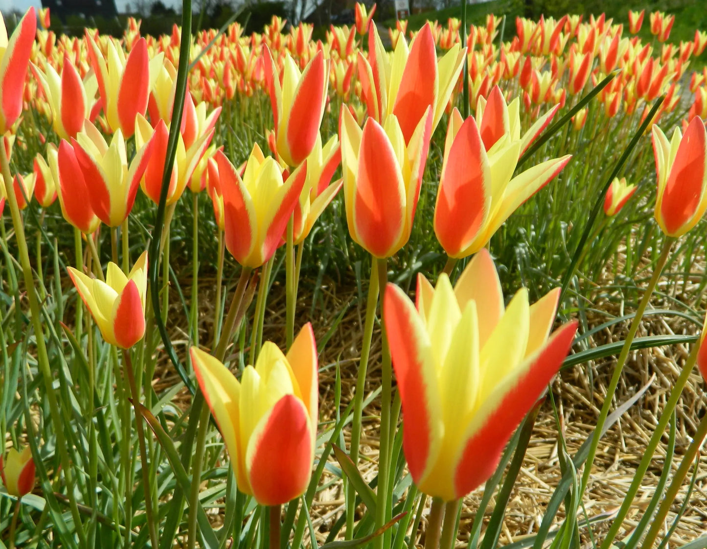 Organic flower bulbs Tulip clusiana tinka caliber 5/+ (ttink05)