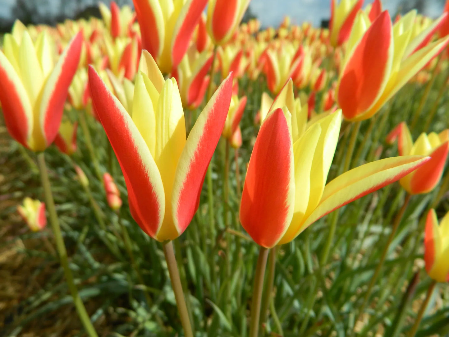 Organic flower bulbs Tulip clusiana tinka caliber 5/+ (ttink05)
