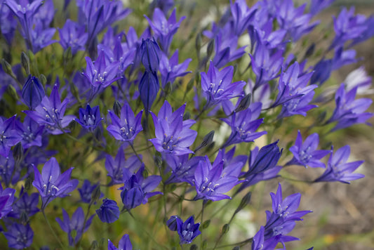 Untreated flower bulbs Triteleia laxa Koningin Fabiola size 5/+ (6480500) for individuals