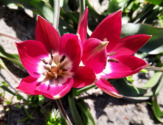 Bulbes Tulipe Tulipa 'Tiny Timo' Bio Calibre 5 - Ref ttiti05