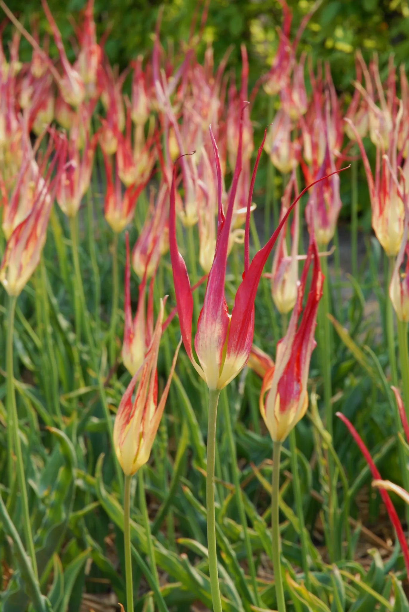 Untreated flower bulbs Tulip acuminata size 6/+ (1030700) for individuals