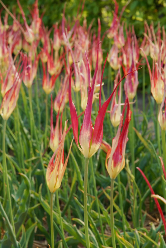 Untreated flower bulbs Tulip acuminata size 6/+ (1030700) for individuals