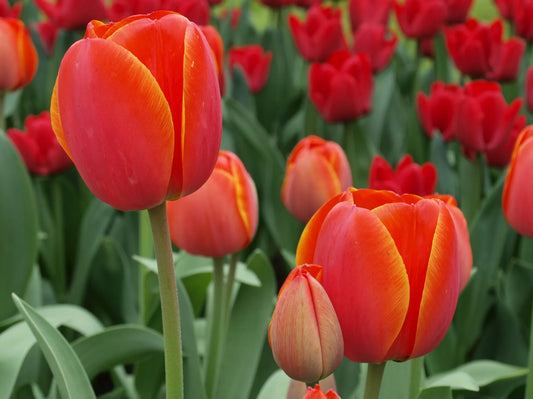 Bulbes de fleurs Non-Traité Tulipe  Ad Rem calibre 12/+ (1000200)