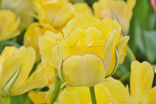 Bulbes de fleurs Non-Traité Tulipe  Akebono® calibre 12/+ (1000400)