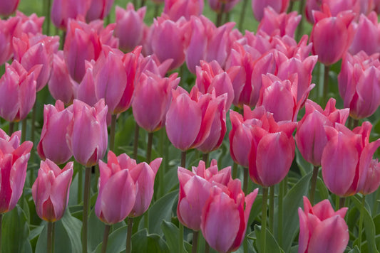 Bulbes de fleurs Non-Traité Tulipe  Albert Heijn® calibre 12/+ (1036900)