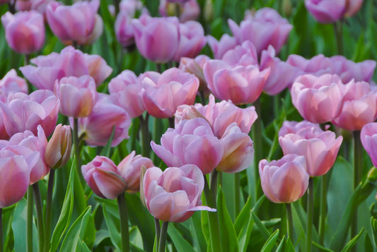 Bulbes de fleurs Non-Traité Tulipe  Alibi® calibre 12/+ (1048300)