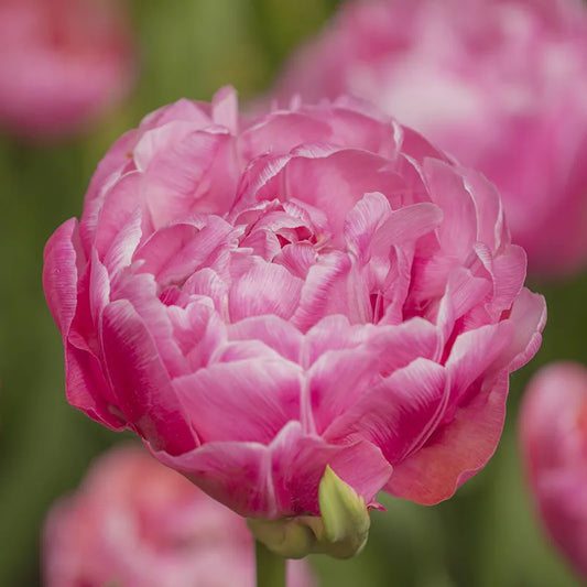 Bulbes de fleurs Non-Traité Tulipe  Amazing Grace® calibre 12/+ (1000500)