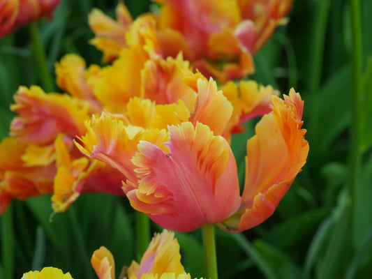 Bulbes de fleurs Non-Traité Tulipe  Amazing Parrot® calibre 12/+ (1043400)