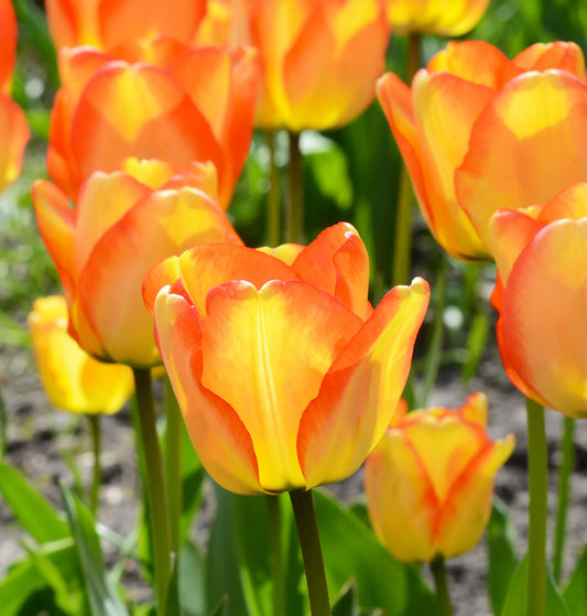 Bulbes de fleurs Non-Traité Tulipe  American Dream® calibre 12/+ (1000600)