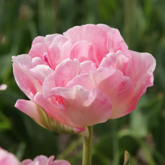 Bulbes de fleurs Non-Traité Tulipe  Angélique calibre 12/+ (1000800)