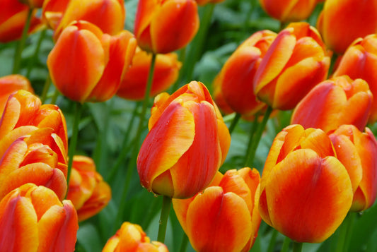 Bulbes de fleurs Non-Traité Tulipe  Apeldoorn's Elite calibre 12/+ (1001000)