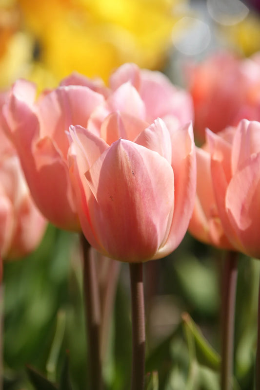 Bulbes de fleurs Non-Traité Tulipe  Apricot Beauty calibre 12/+ (1023900)