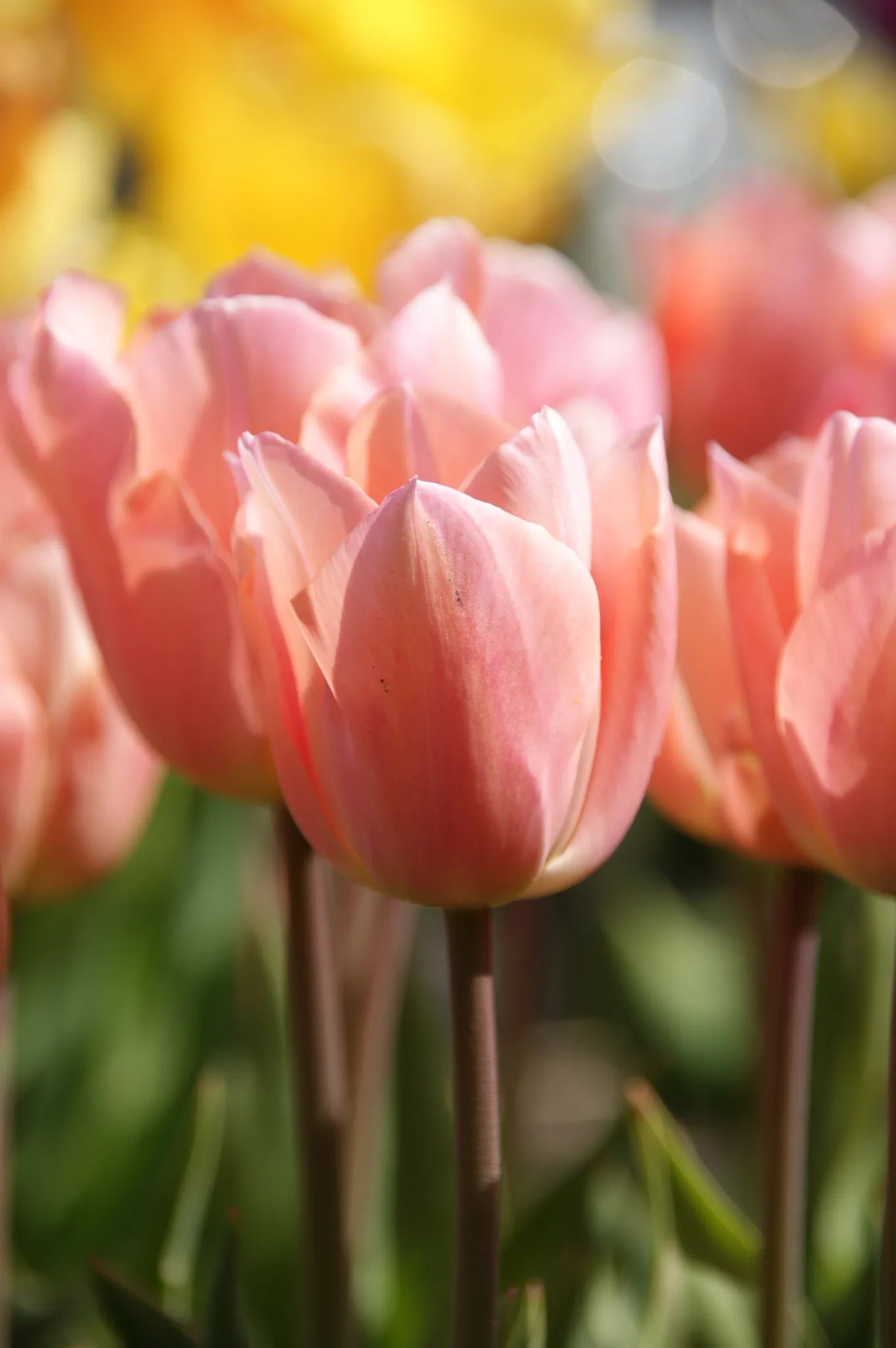 Untreated Tulip Apricot Beauty flower bulbs size 12/+ (1023900) for individuals