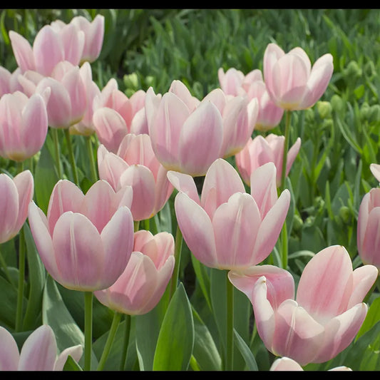 Bulbes de fleurs Non-Traité Tulipe  Apricot Delight® calibre 12/+ (1001100)