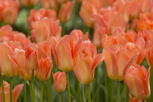 Bulbes de fleurs Non-Traité Tulipe  Apricot Emperor calibre 12/+ (1039600)