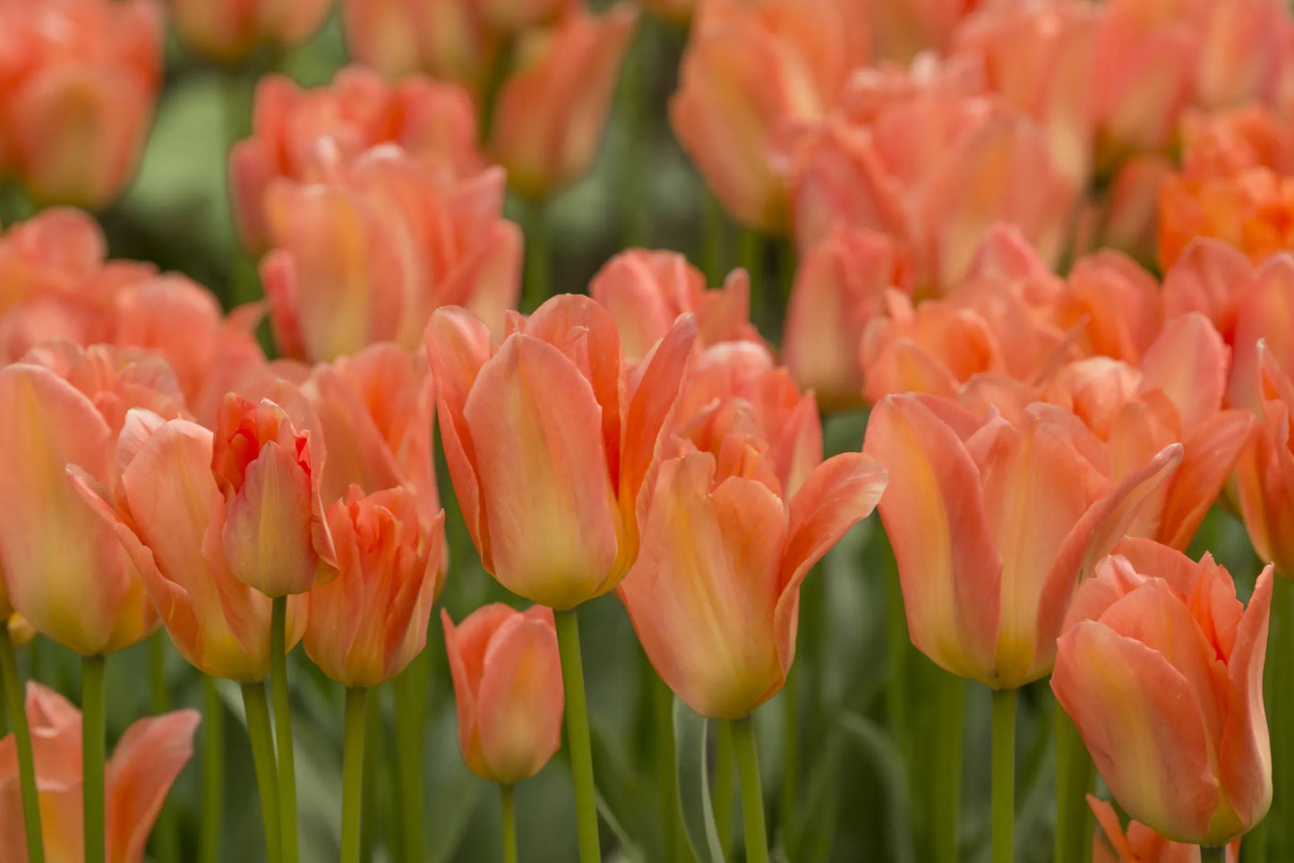 Untreated flower bulbs Tulip Apricot Emperor size 12/+ (1039600) for individuals